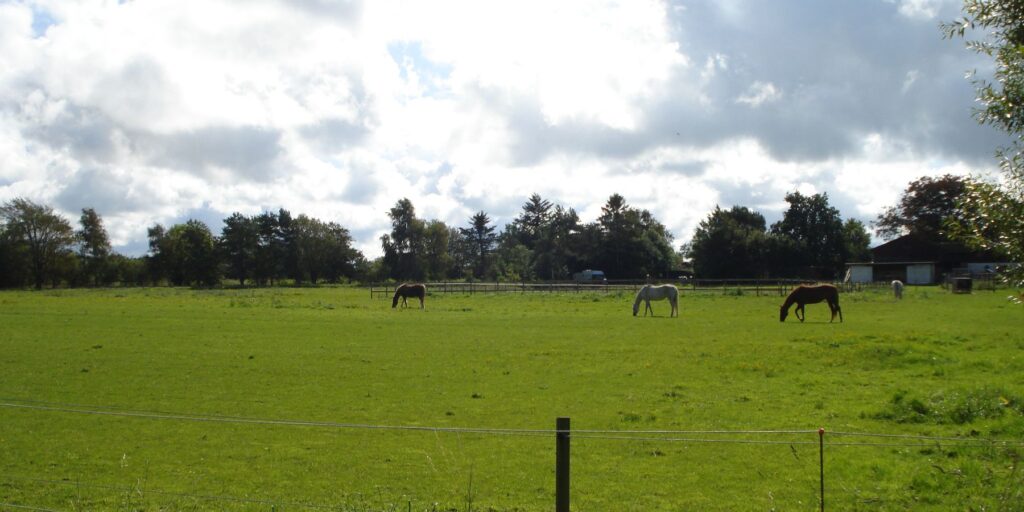 DSC01303